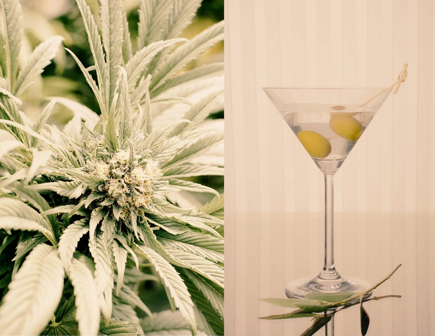 A Sip of Clarity: Reducing your Alcohol Intake & Drinking Cannabis